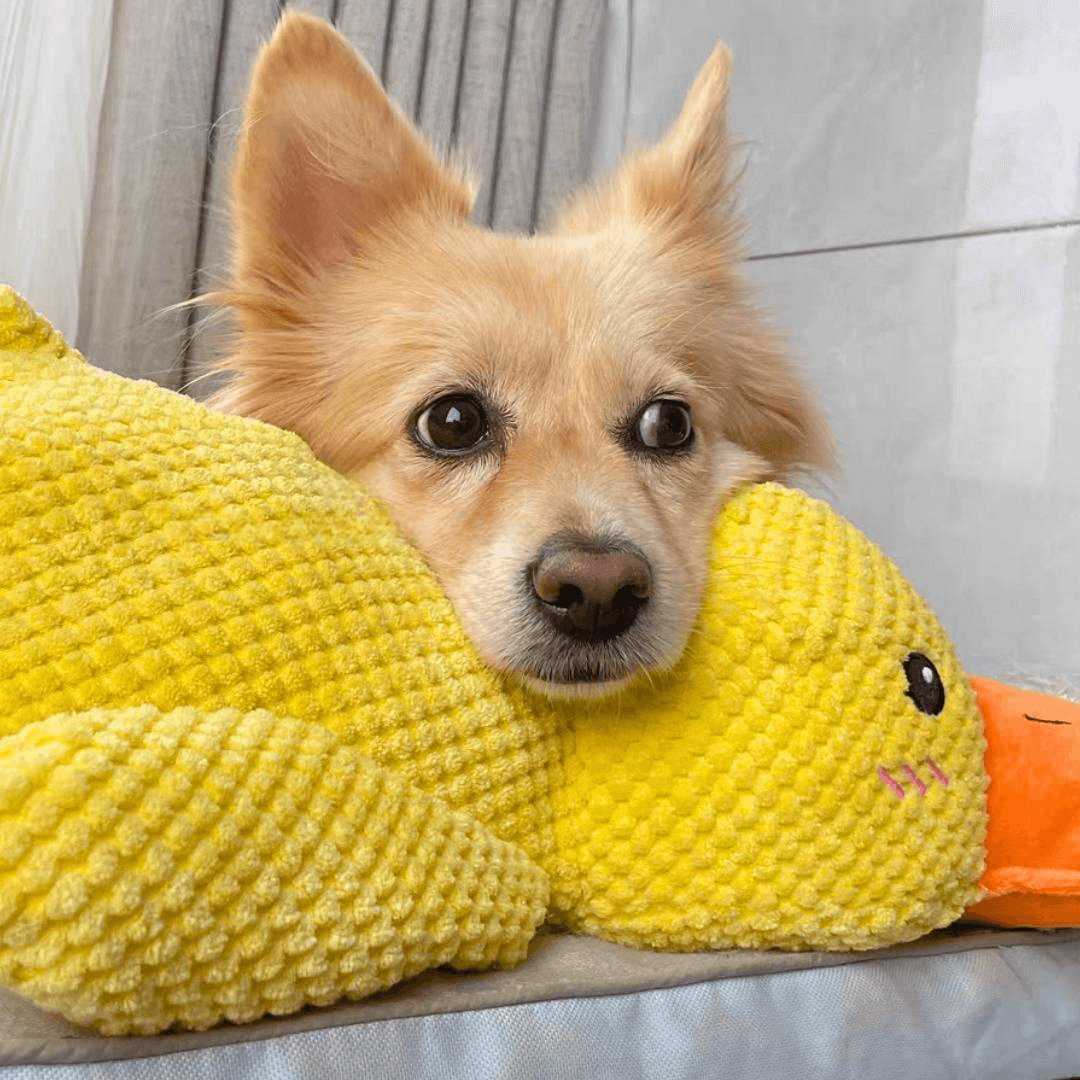 Durable Plush Carrot Dog Toy – Crinkle & Multi-Squeaks Calming Toy for All Breed Sizes
