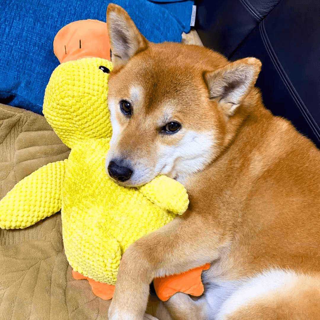 Durable Plush Carrot Dog Toy – Crinkle & Multi-Squeaks Calming Toy for All Breed Sizes
