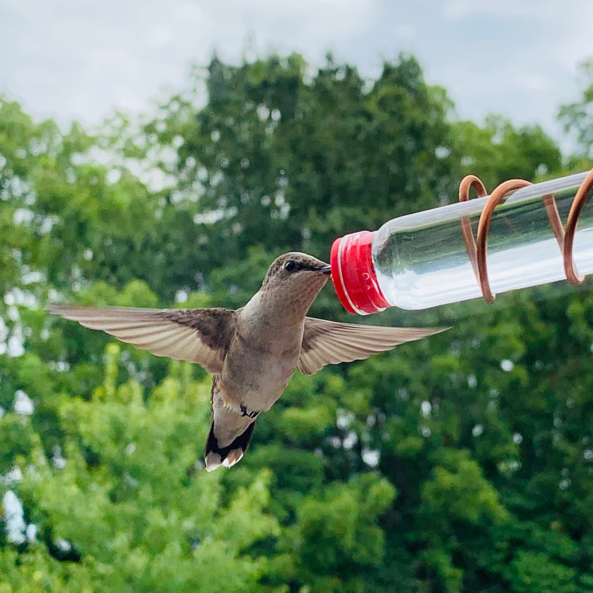 Window Hummingbird Feeder, Handcrafted Copper and Aluminum