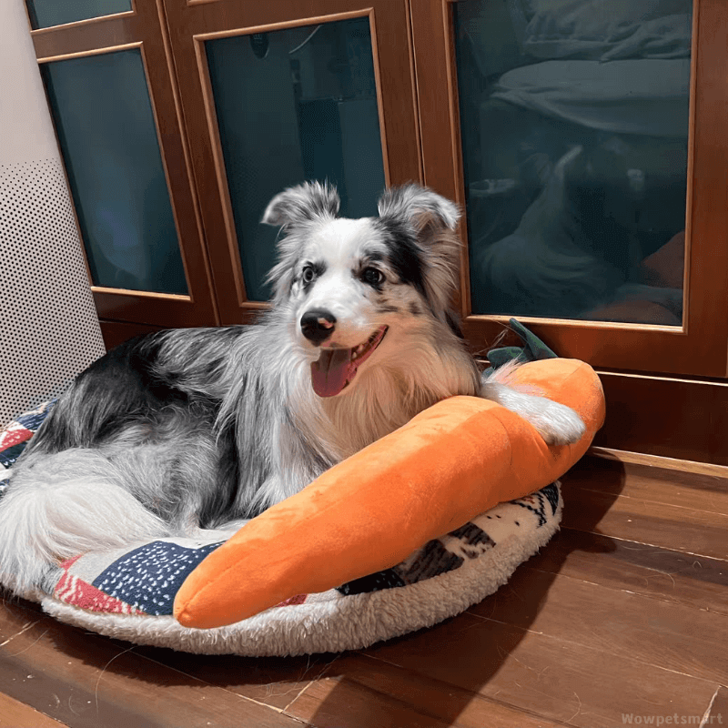 Durable Plush Carrot Dog Toy – Crinkle & Multi-Squeaks Calming Toy for All Breed Sizes