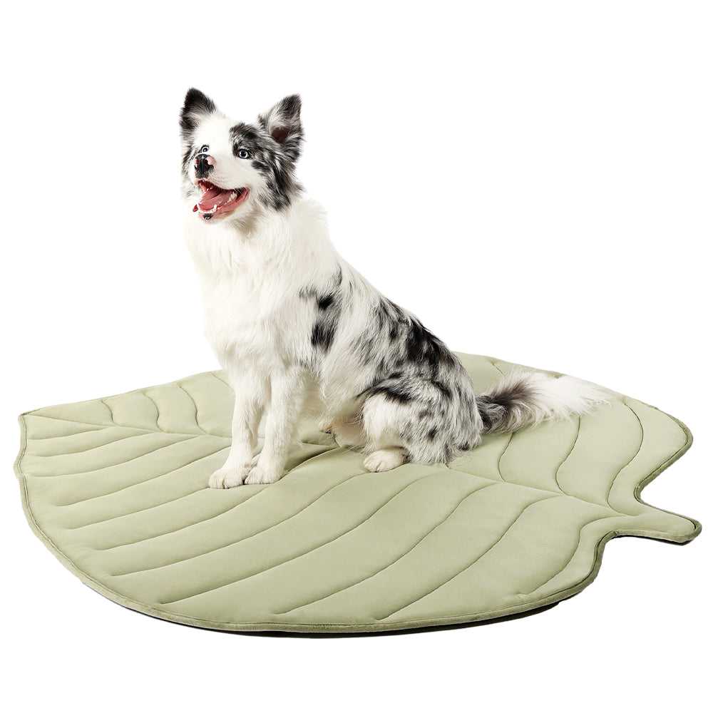 Dog sitting on green Leaf-Shaped Cooling Pet Mat. Ideal pet bed for summer heat stress relief and comfort.